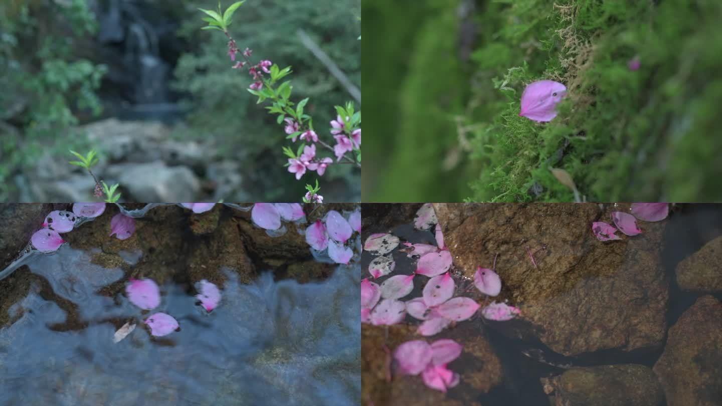 大山里的桃花落