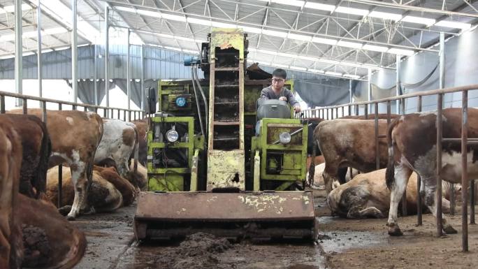 养牛厂肉牛场养殖厂小牛犊