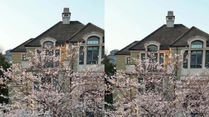 樱花盛开竖版视频杭州樱花法式别墅