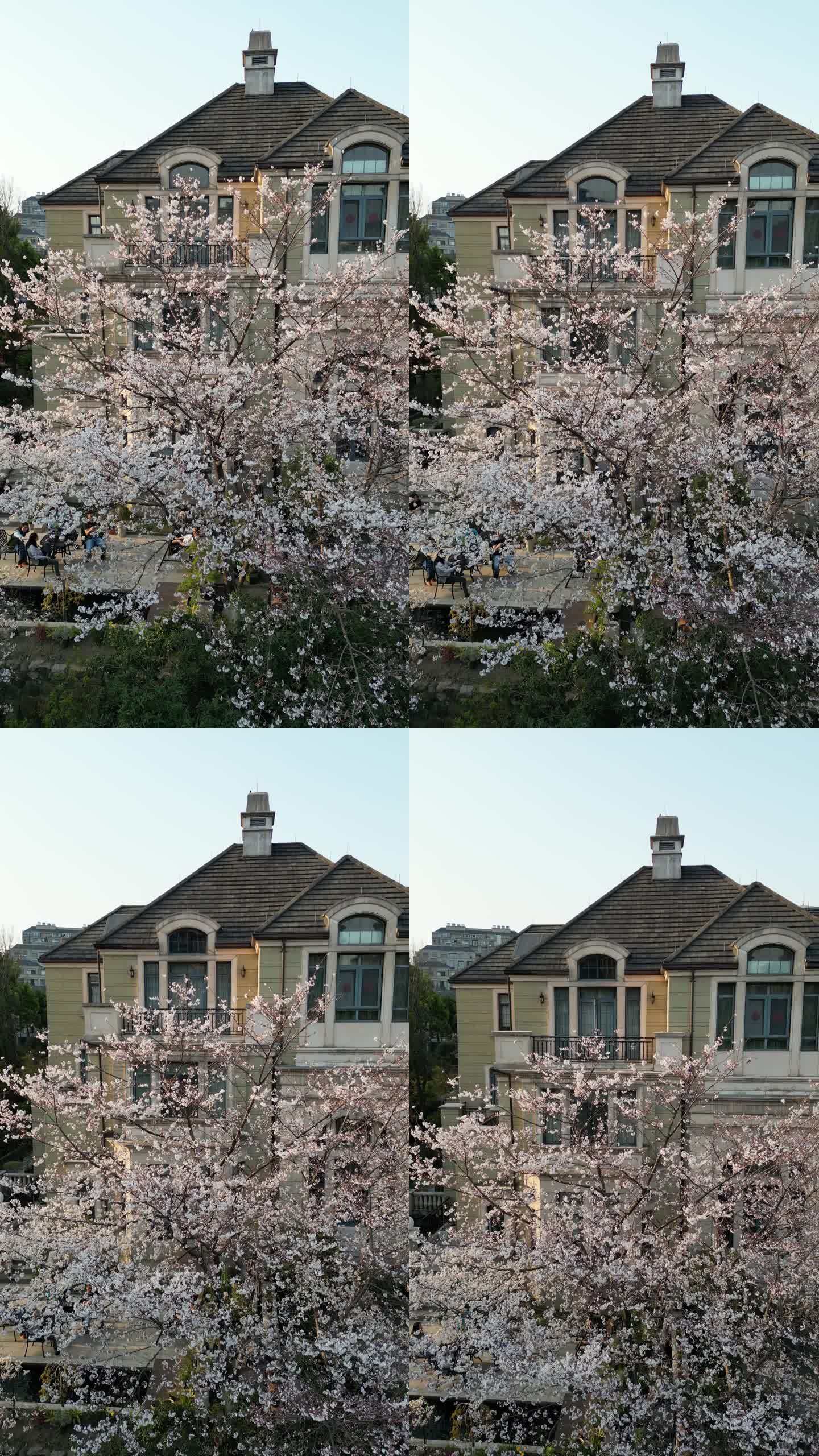樱花盛开竖版视频杭州樱花法式别墅