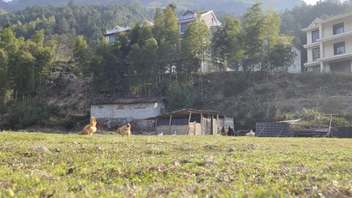 乡村生活  草地上的散养鸡