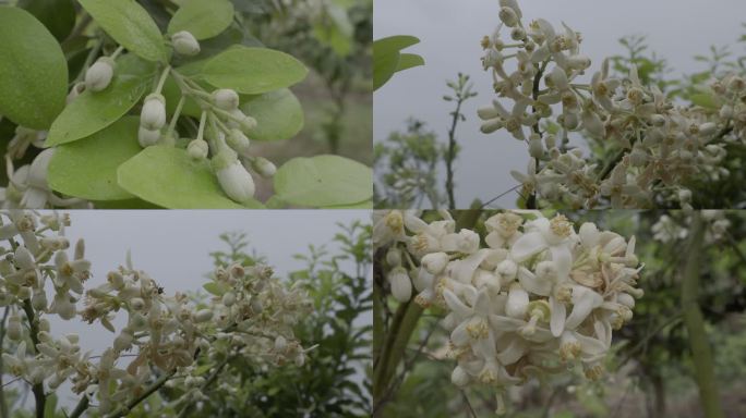 柚子花沙田柚花