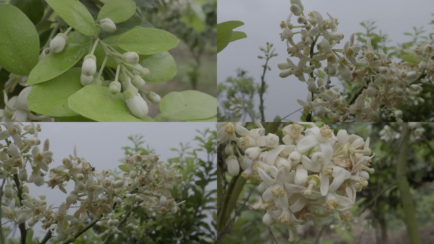 柚子花沙田柚花