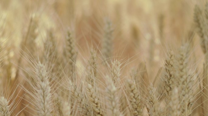 摘麦穗撵成麦粒