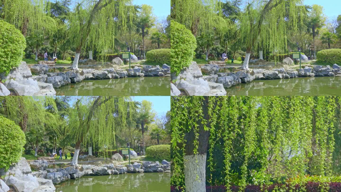 湖边垂柳、柳树