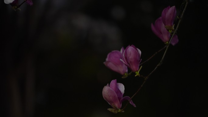 春天春夜春雨紫玉兰花辛夷雨水唯美安静实拍