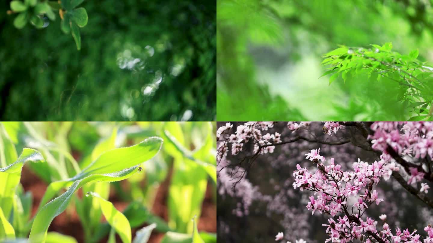 春分 谷雨 雨水 白露 惊蛰 二十四节气