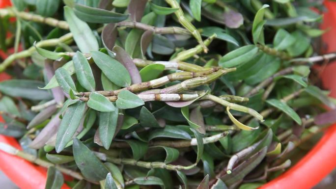 石斛 植株 盆栽 大田种植