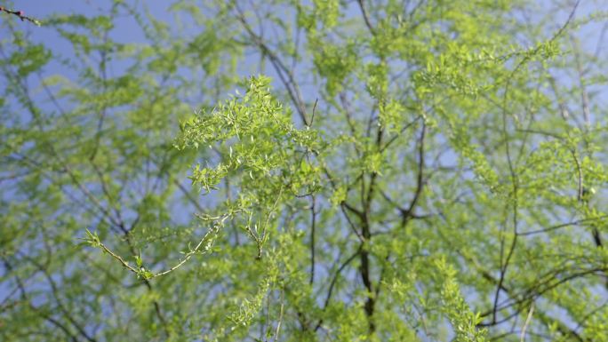 阳光微风柳树 柳枝 柳条 嫩柳