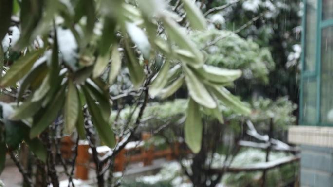 雨夹雪 雪景