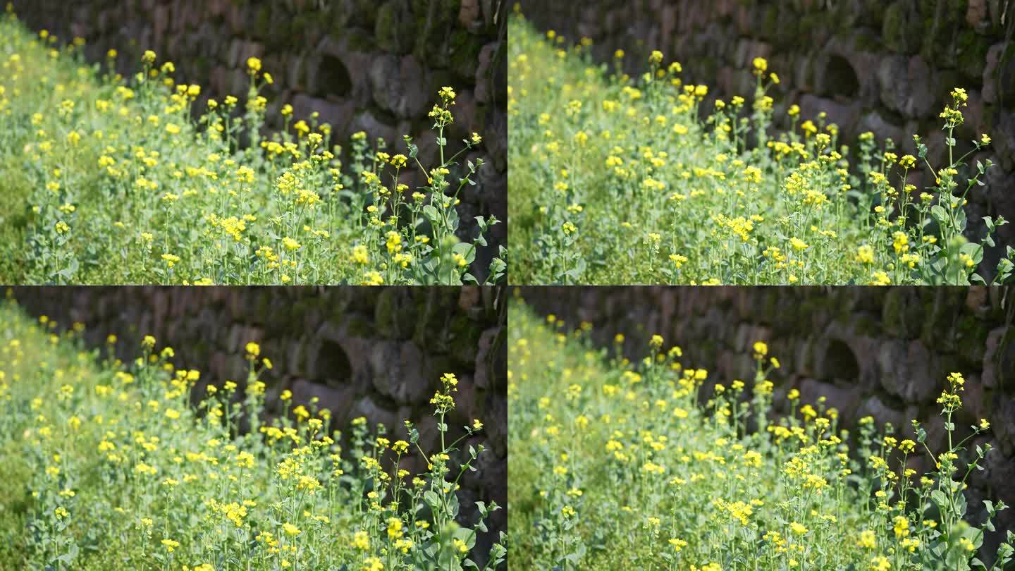 江南春天菜园菜地青菜开花菜花油菜花石坎