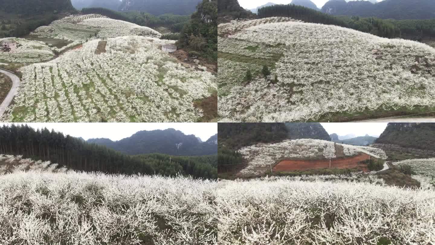 李花航拍