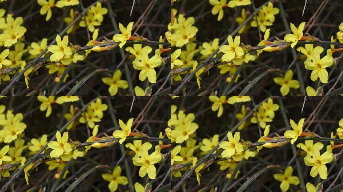 春天盛开的黄色迎春花随风摆动