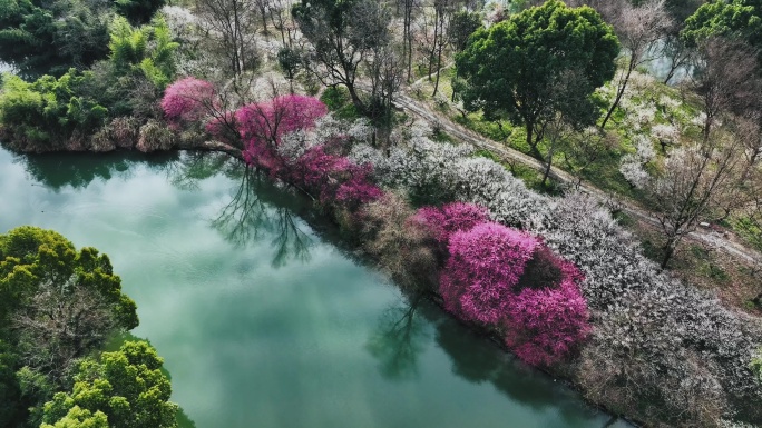 杭州西溪国家湿地公园春天风光梅花盛开横版