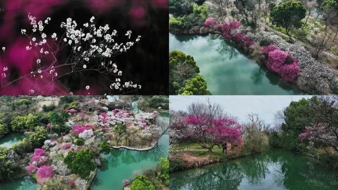 杭州西溪国家湿地公园春天风光梅花盛开横版