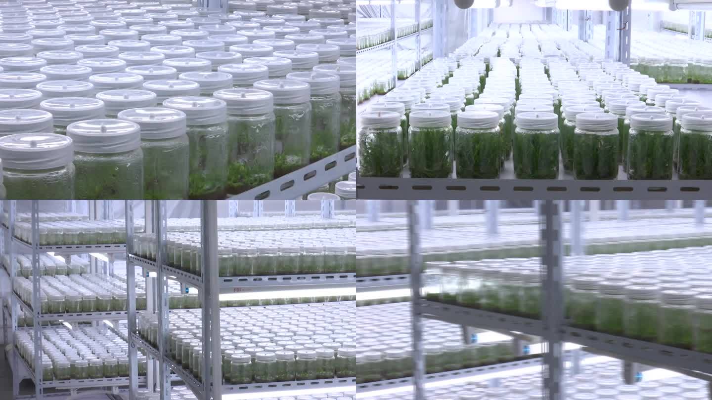石斛 幼苗 实验室 组织培养 繁殖 育种