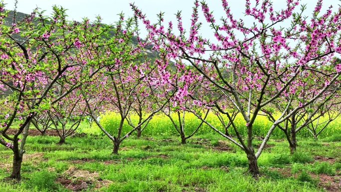 春天阳光下果园里盛开的桃花和油菜花