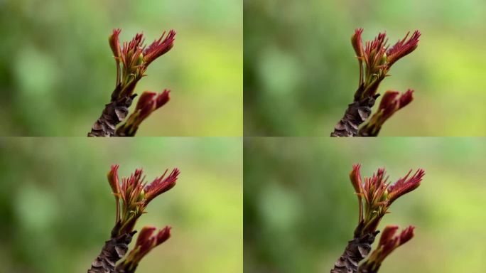 香椿芽 生长 延时 实拍 4k