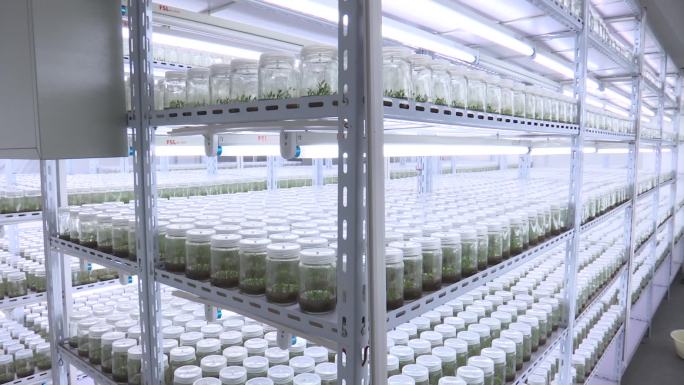 石斛 实验室 规模化组织培养 繁殖 育种