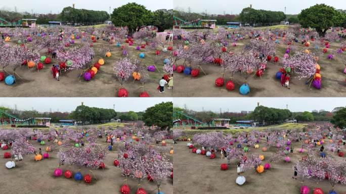 深圳樱花节