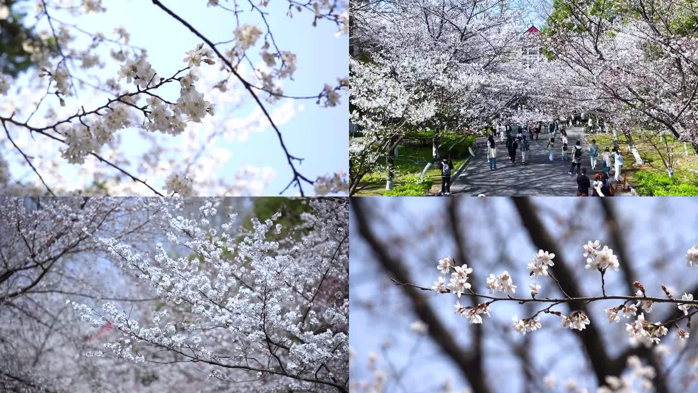 南京林业大学樱花大道