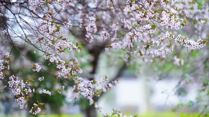 4K花枝乱颤 唯美 中国风 樱桃李紫叶李