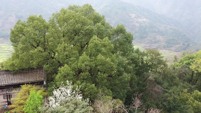 婺源篁岭油菜花海