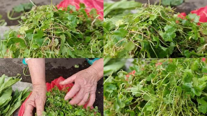 天胡荽绿色植物小雷公根原始花被伞形科中草