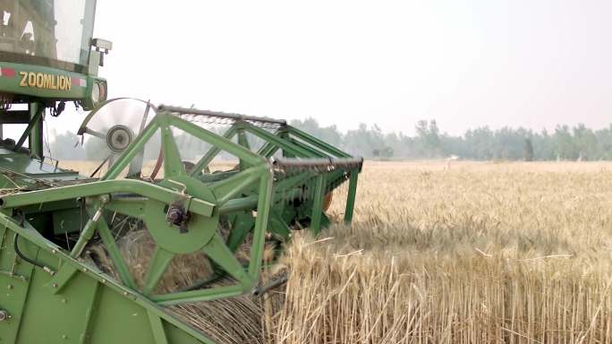 收割机联合收割小麦