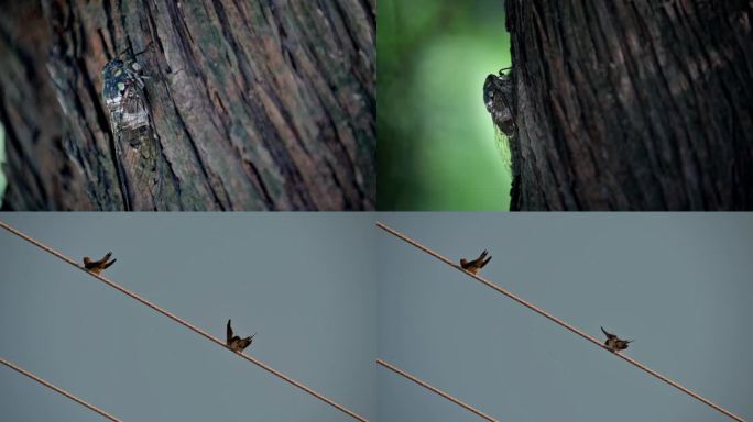 蝉鸣 夏天 蝉 燕子 知了
