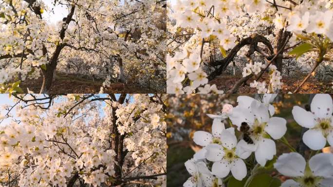 梨花盛开的季节7