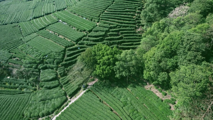 杭州龙井茶园 明前茶