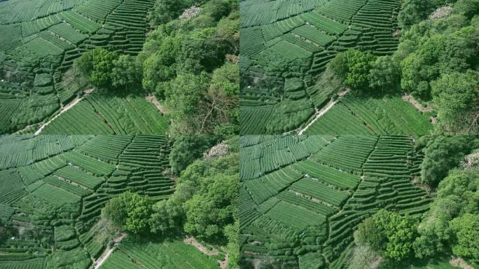 杭州龙井茶园 明前茶