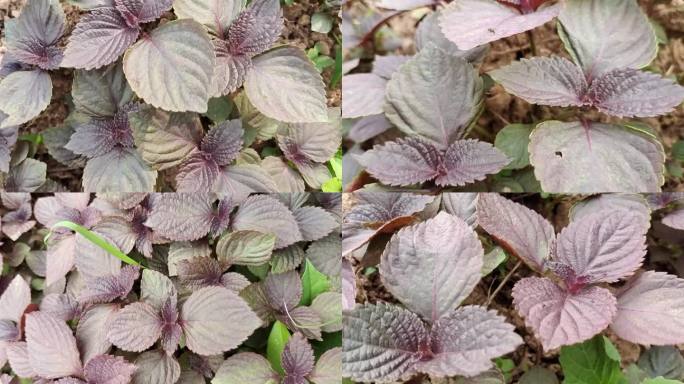 实拍素材 自然 植物紫苏苏叶芳香药材蔬菜