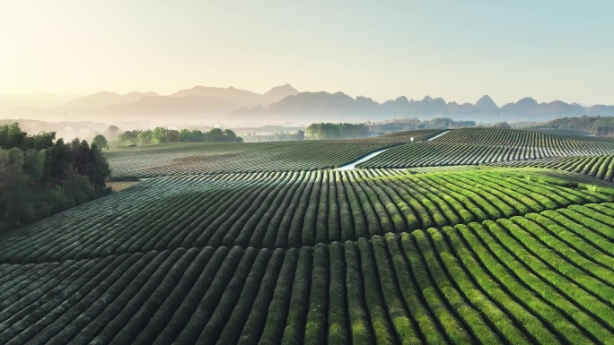 航拍清晨的茶园