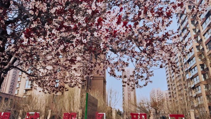 城市的高楼与紫叶李