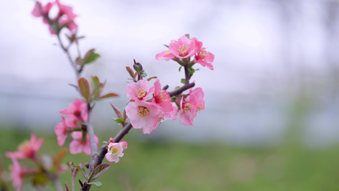 木瓜海棠 4K素材