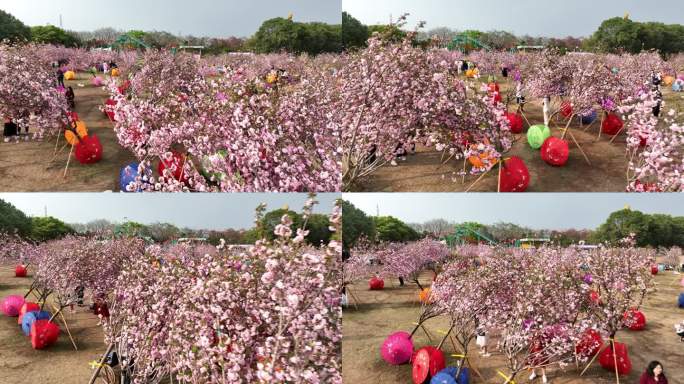 深圳樱花节