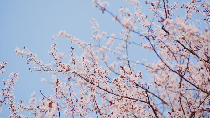 春暖花开