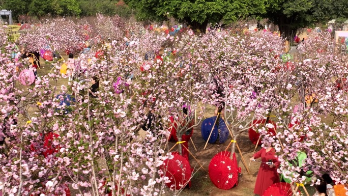 深圳樱花节