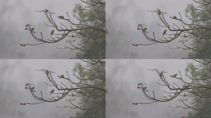 几只野生鹦鹉站在雾中的枝头