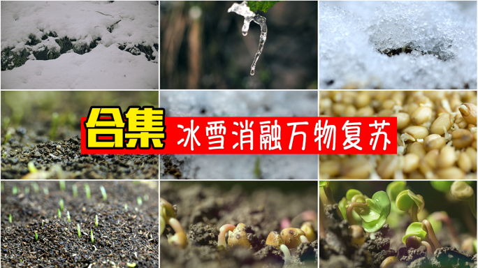 冰雪消融万物复苏春天植物生根发芽春分