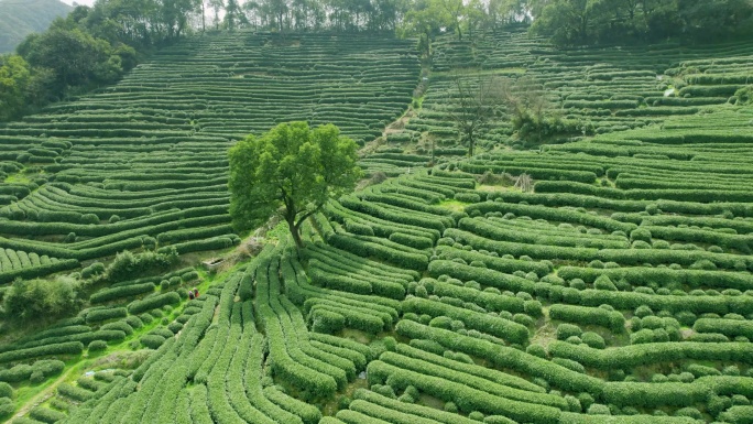 杭州龙井茶园 明前茶