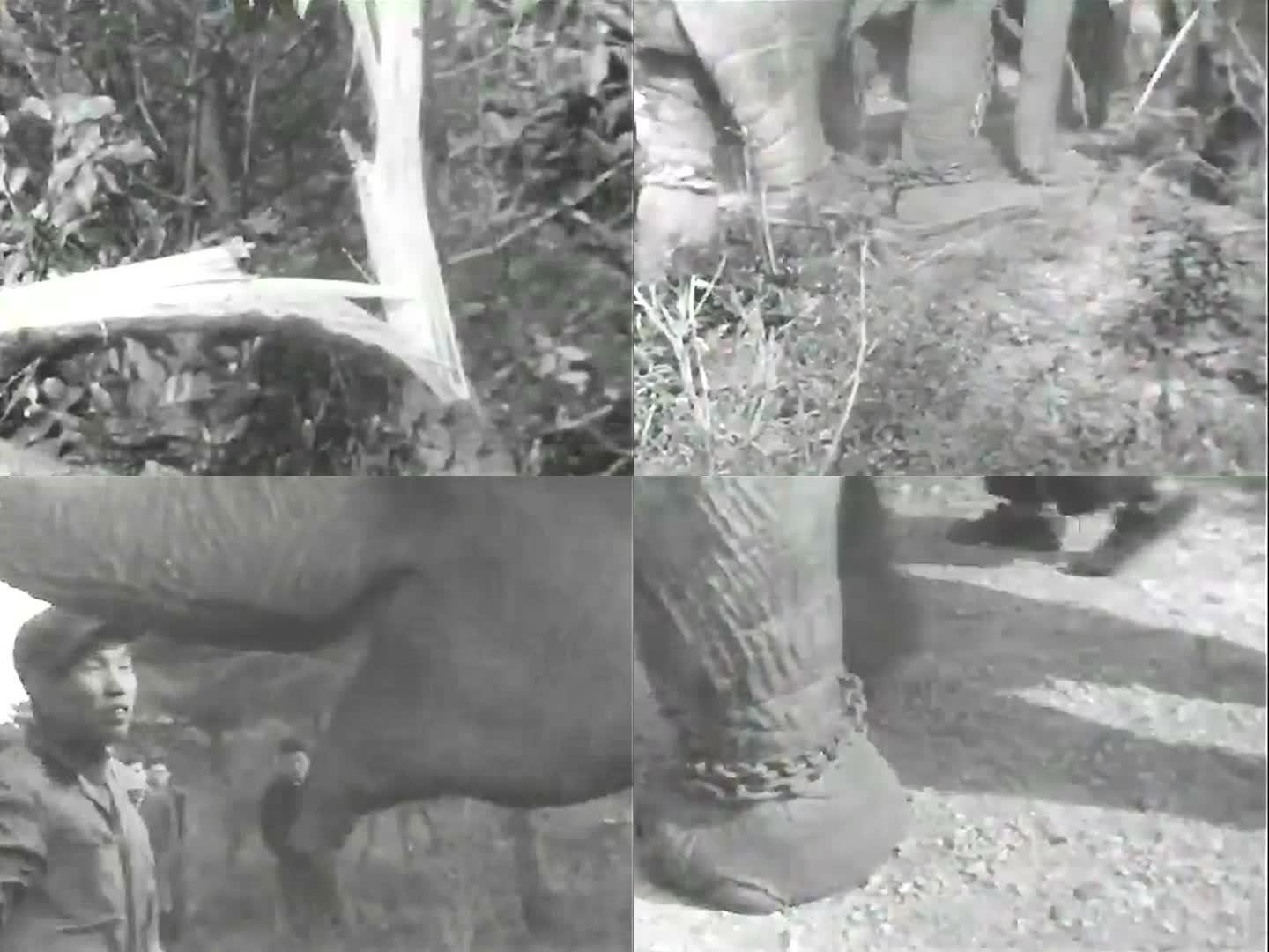 1957年日本 大象从动物园逃脱