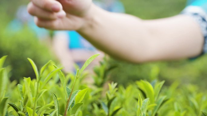 茶叶采茶炒茶高清实拍