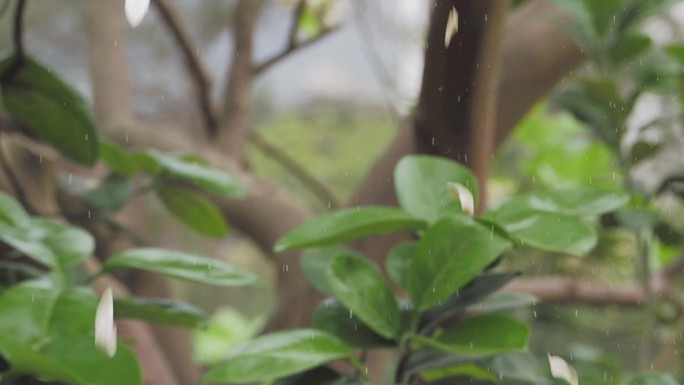 柚子花沙田柚花落花慢镜