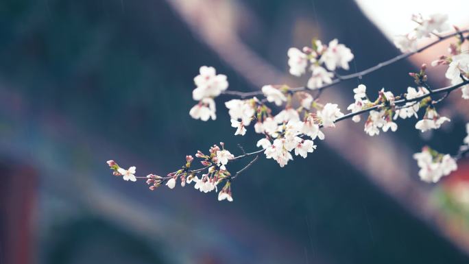 春天下雨唯美清新空镜雨景花朵风景素材