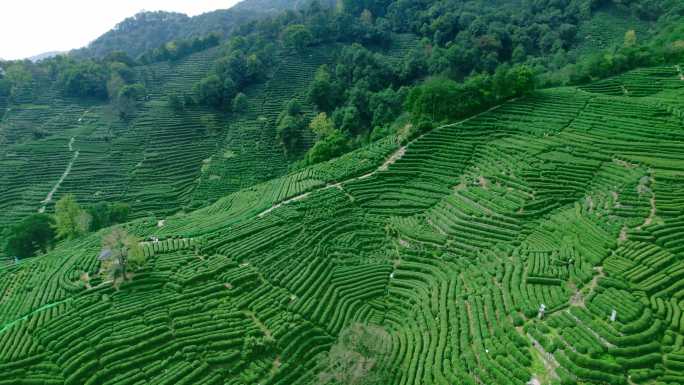 杭州龙井茶园 明前茶