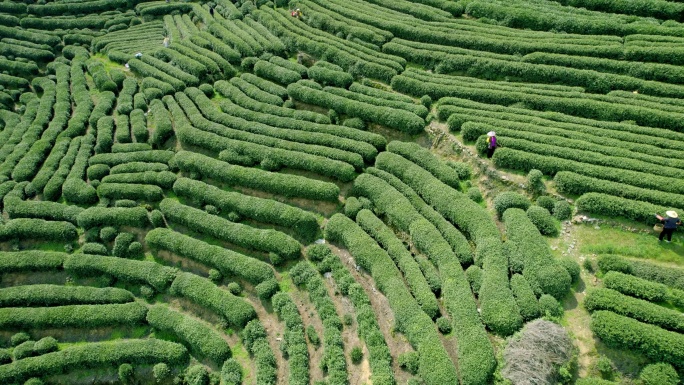 杭州龙井茶园 采茶 明前茶