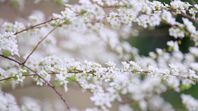 珍珠绣线菊 珍珠花 喷雪花 4K素材